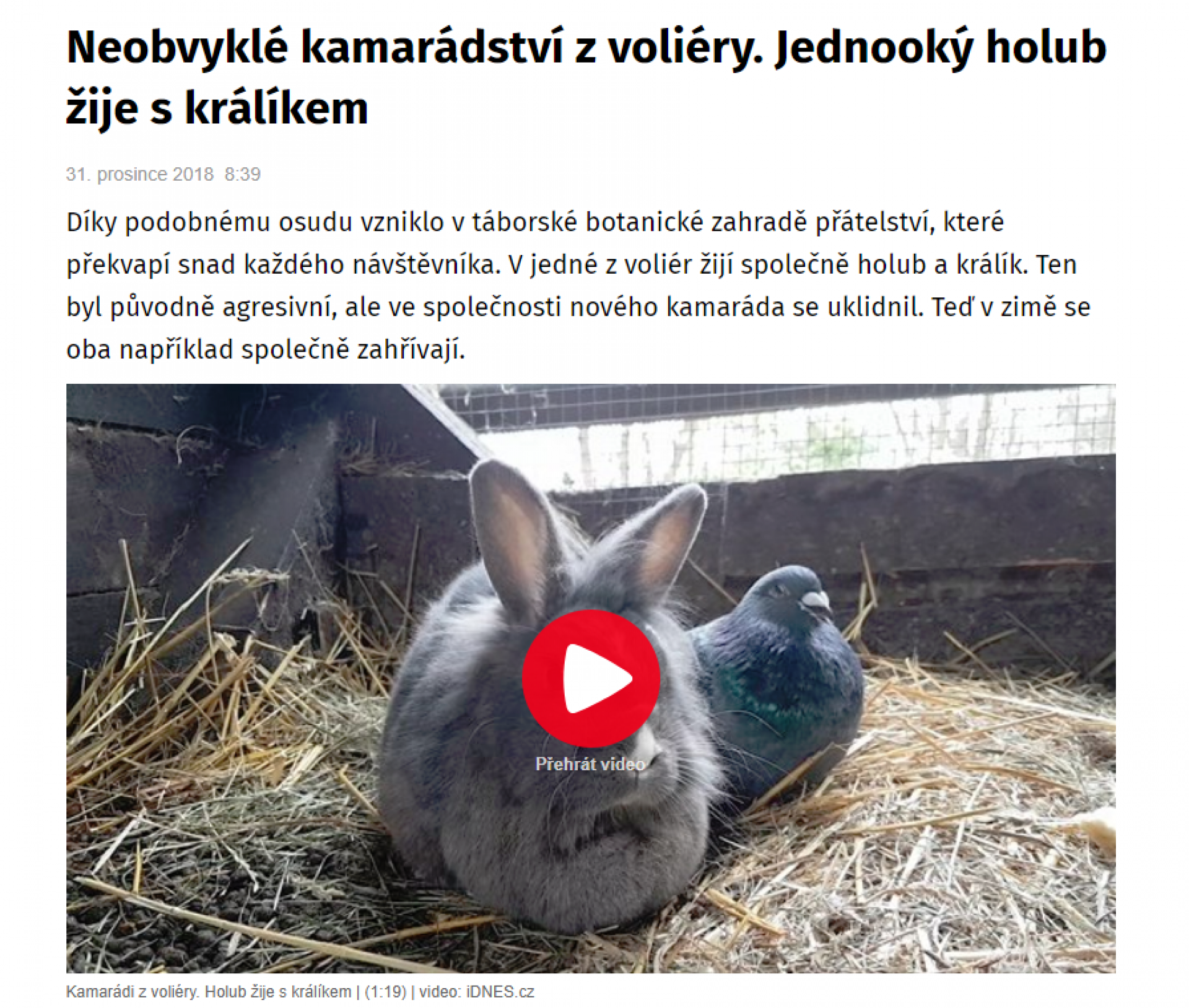 Holub a králík.PNG